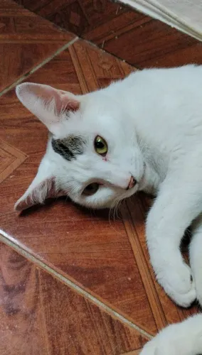 Doa-se gatinho macho branquinho 