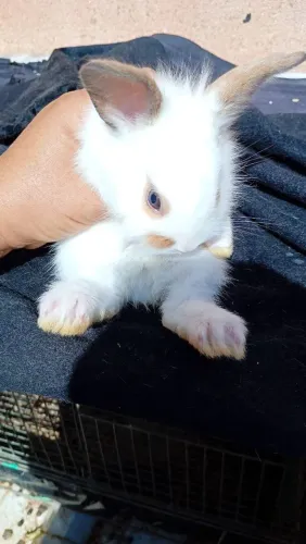 Vendo coelho ?60 reais 