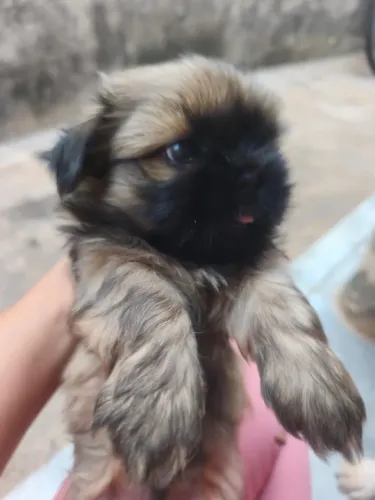 Cachorro