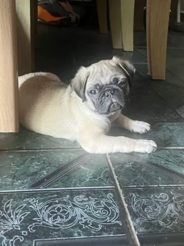 Pug