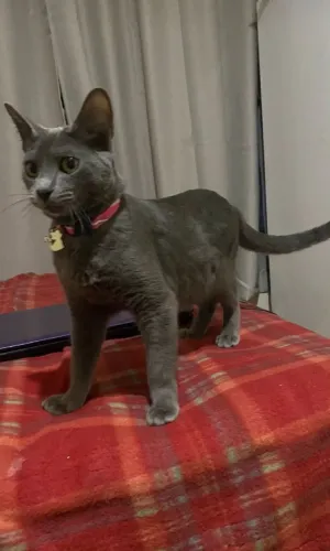 Gatinha Azul Russo Fêmea 6 meses Lindíssima