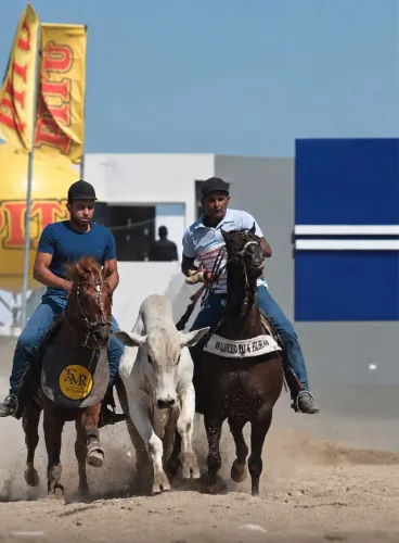 Cavalo de esteira PO