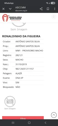 Cavalo mangalarga Machador 