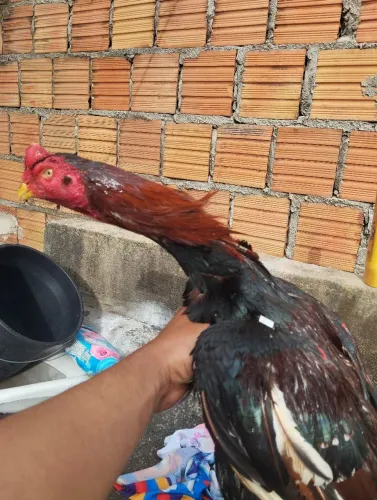 Galinha
