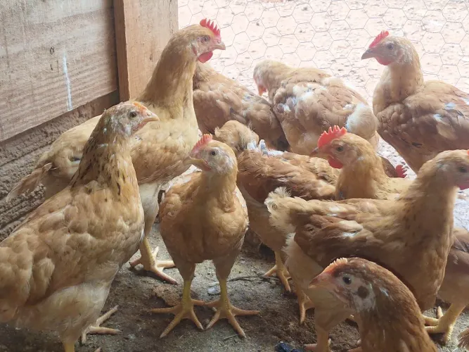 Vendo logo lote frangos e frango semi-caimpira