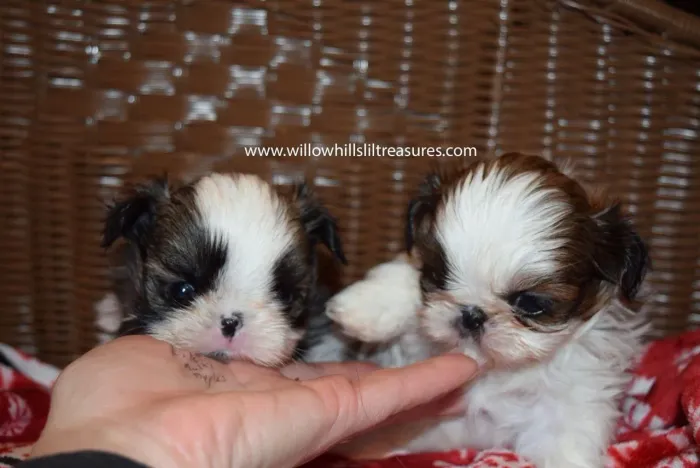 Shih Tzu adicione uma pitada de aventura na sua vida