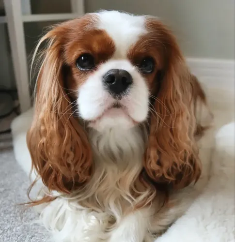 Cavalier 7 meses