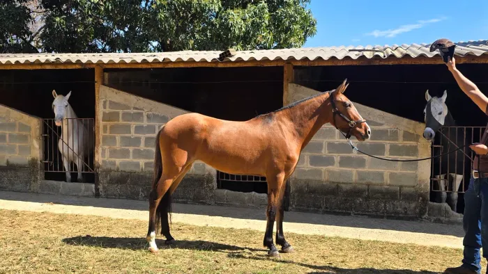 Potra mangalarga marchador registrada
