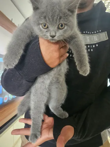 Filhote de British Shorthair azul (blue)