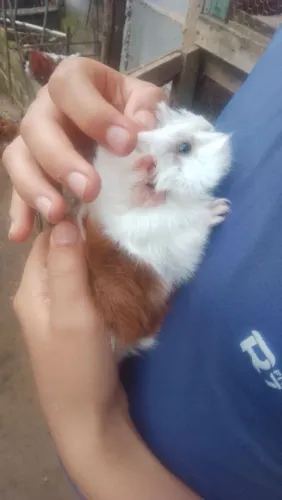 Vendo filhote de porquinho da índia