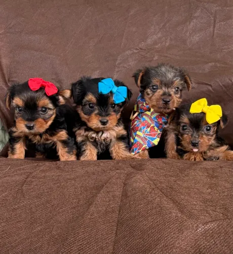 Filhotes de Yorkshire micro 