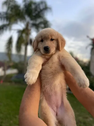 Golden Retriever Filhote com Pedigree