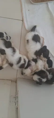 Cachorros