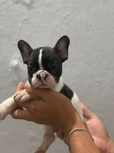 Bulldog francês macho 