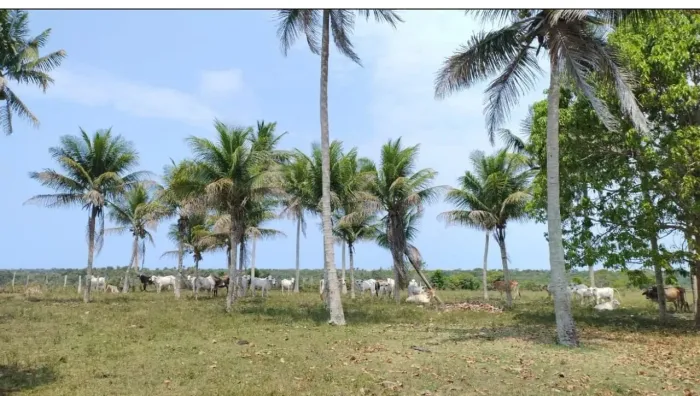 Fazenda a 7 Km da Praia e 22 km de Cabrália