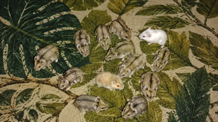 Hamsters Anão Russo
