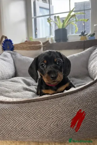 Dachshund Macho e Fêmea Vacinados Teckel/Dachshund/Salsicha/Salsichinha/Basset/Cofap