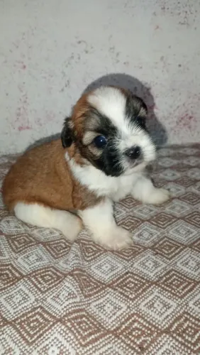 Lhasa Apso