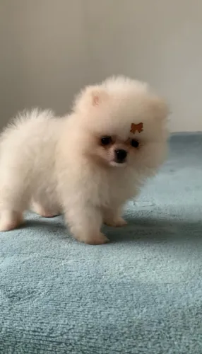 SPITZ alemão fêmea