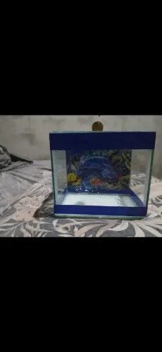 Aquário pequeno