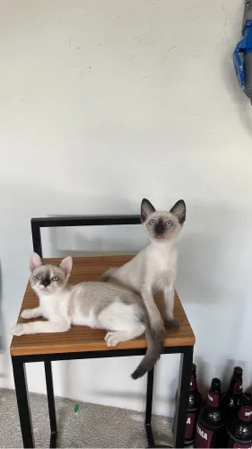 Gatos