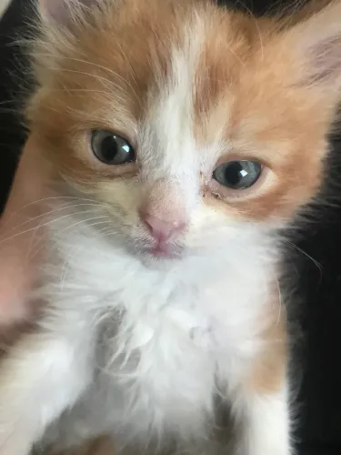 Gatinho peludo para adoção