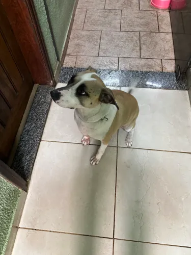 Doa-se Cachorra dócil