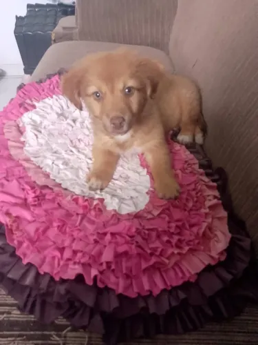 Vende se cachorrinha chow chow com labrador
