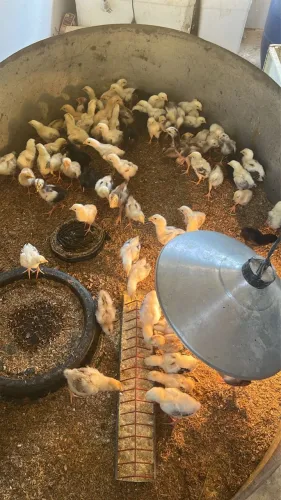 Pintinhos índio gente é caipiras.