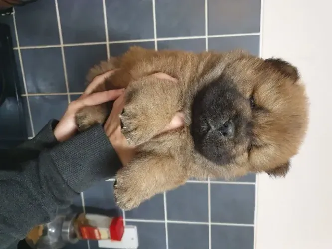 Não perca! Filhotes de Chow Chow disponíveis - Chama no WhatsApp agora!