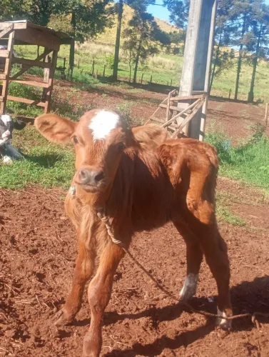 Bezerro holandês