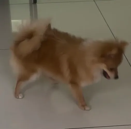LULU DA POMERÂNIA / SPITZ ALEMÃO - FÊMEA DOURADA ?