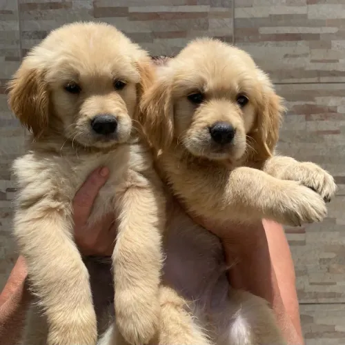 Golden retriever pedigree fêmeas e machos