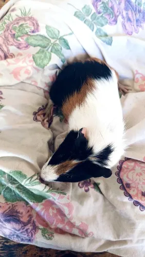 porquinho da índia