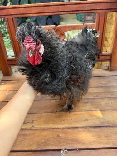 Galo sedoso do Japão frisado