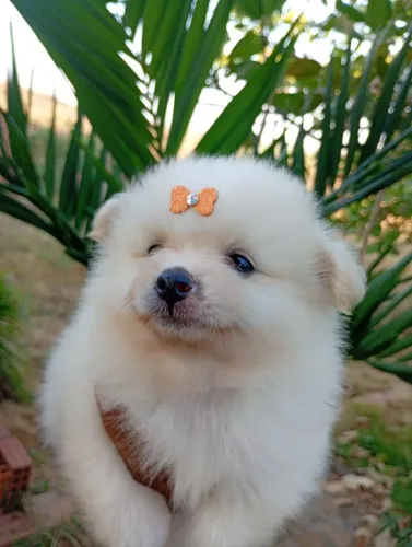 Spitz alemão fêmea 