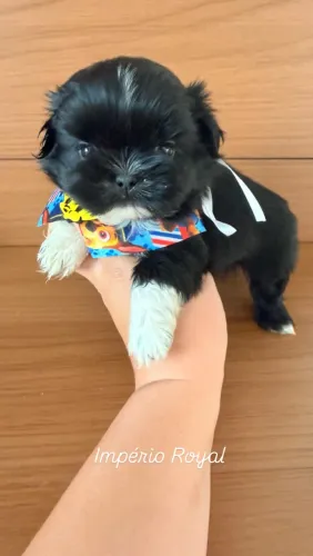Shihtzu Machinho Pretinho Sólido ! Encantador