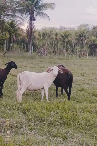 Carneiro Santa Inês branco