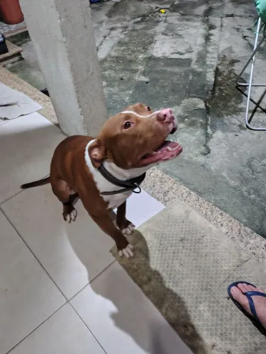 Doação Pit Bull  amigável 