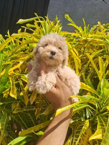 Miniatura frmea poodle 650