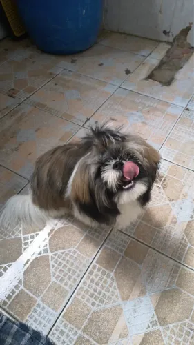 Shihtzu macho