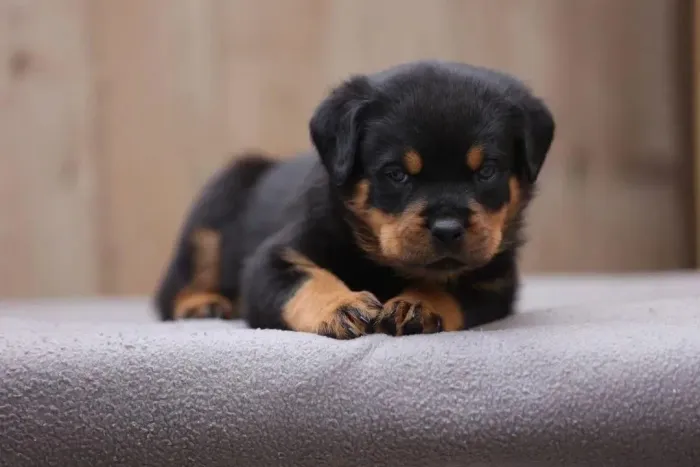 Rottweiler Seu próximo melhor abraço pode ter patinhas