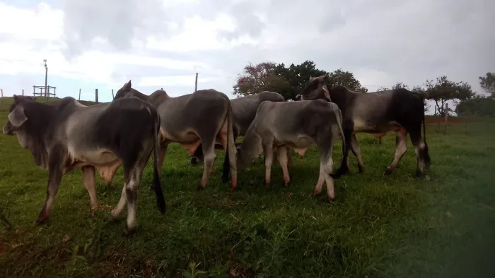 Tourinhos Guzera
