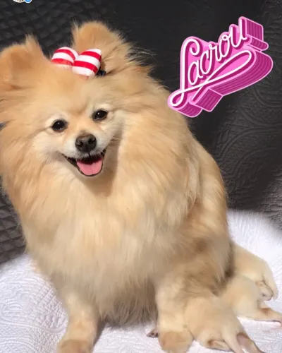 Spitz alemão Femea