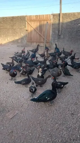 Patos grandes prontos pra abater ou criação ?