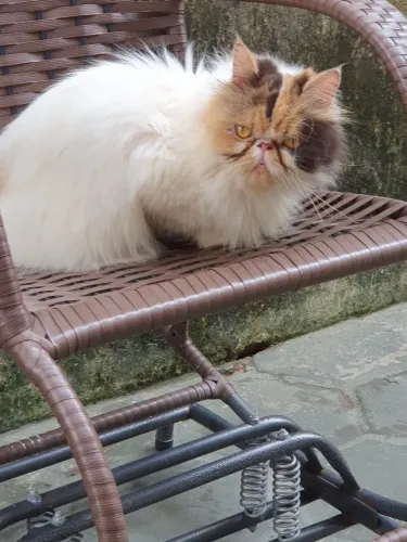 Gata  persa adulta