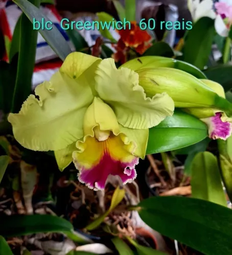 Orquídeas Maravilhosas