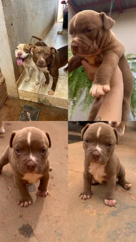Filhote de Pit Bull fêmea disponível 