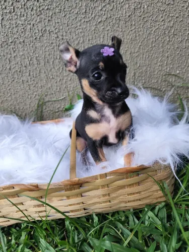 Pinscher Fêmea Mini