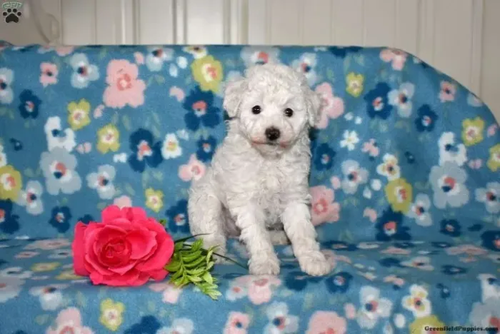 Poodle toy - pequeno e esperto